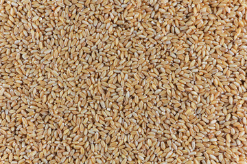 Buch of Wheat grains in white Background