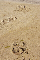 Horse shoe imprint on a warm sand. Equestrian abstract background.