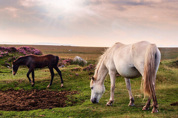 Fototapeta na wymiar White horses and dark foul in a green field at dusk. Cloudy sky. Equine industry.