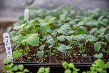 Black Magic Kale seedlings in organic greenhouse potting trays