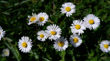 Fototapeta premium daisies in the garden