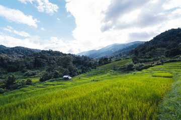 Fototapeta na wymiar Rice fields on the mountain in the evening