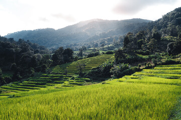 Rice fields on the mountain in the evening