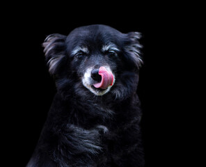 portrait of funny cute yard dog with tongue out on black background 