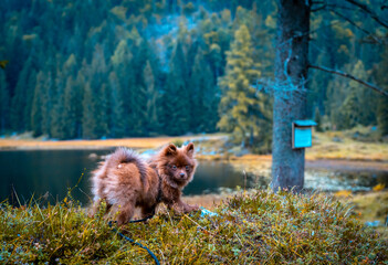 Zwergspitz in den bergen