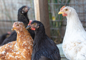 Portrait of a chicken on farm.