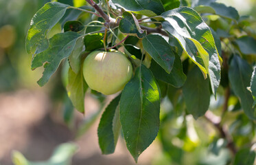 Apples on tree branches in summer.