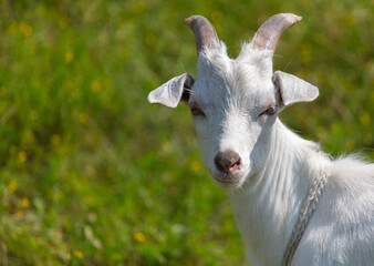 Portrait of a white goat