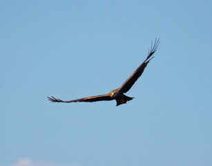 Eagle in flight against the blue sky.