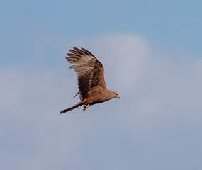 Eagle in flight against the blue sky.