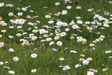 Blooming daisy plant in the meadow.