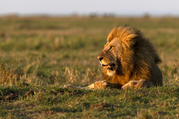 African wild life.