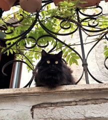 Czarny kot na balkonie, Italia. © Jola i Darek 