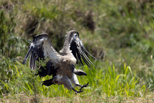 African wild life.