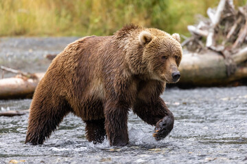 Dramatic closeup of enormous wild Kodiak brown bear walking through a stream looking for salmon in...