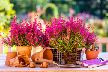 Flower bulbs and blooming heathers on the table in the garden. - obrazy, fototapety, plakaty