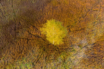 Birch tree with yellow foliage in the middle of marshland, autumn landscape from the air