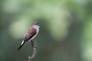 Indian silverbill perched on an Indian coral tree branch