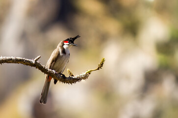A red-whiskered bulbul or crested bulbul perched on a coral tree branch