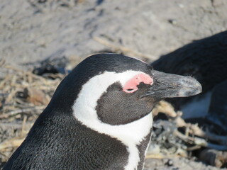 Primo piano pinguino