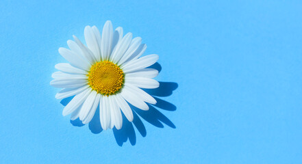 Fototapeta na wymiar chamomile flowers on blue background 