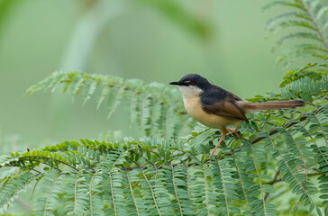 An ashy prinia or ashy wren warbler on a Jacaranda tree leaf