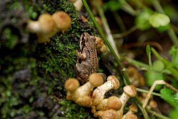 Small frog sitting on mossy stump overgrown with mushrooms