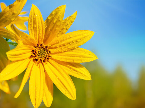A yellow flower against a blue sky