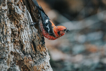 red bird on tree in Montana 