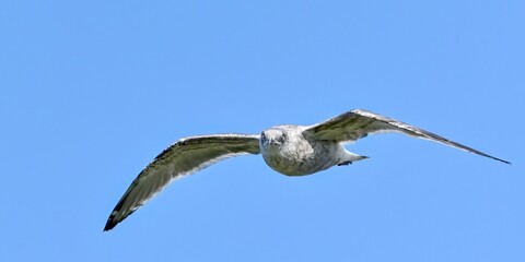 カモメの飛翔シーンのクローズアップ