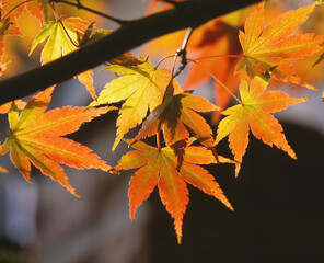 Blätter des Zierahorns im Herbst