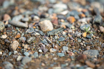grasshopper locust insect disguised and hid among stones
