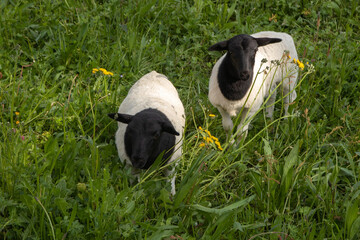 Blackhead Dorper sheep in the grass