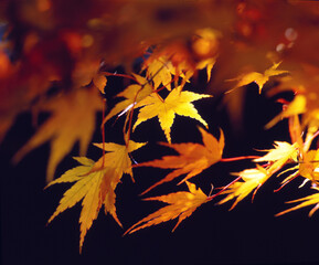 Blätter des Zierahorns im Herbst