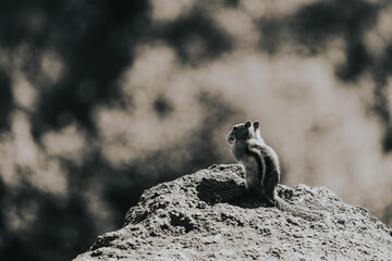 chipmunk on the rock