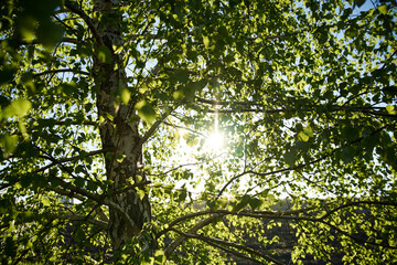 Beautiful natural landscape. Countryside village rural background at sunny weather in spring summer. Green lime trees and blue sky. Nature protection concept.