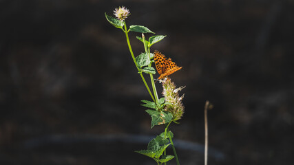 orange butterfly on flower