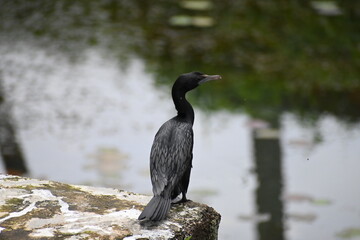 A little black cormorant