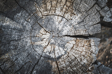 Fototapeta premium wood texture