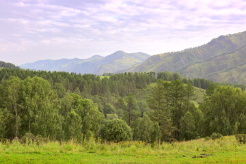 Green mountains of Altai covered with forest