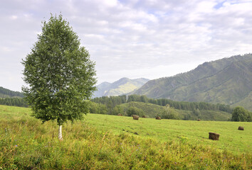 Fototapeta na wymiar Birch on a mown field in the Altai mountains