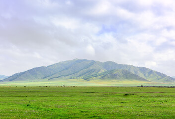 Fototapeta premium A wide mountain valley of the Altai