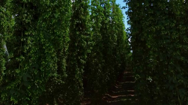 Hopfenfeld an einem windigen Sonnentag. Kamerasicht bewegt sich vom Boden bis zu den oberen Enden der Hopfenpflanzen in der Luft.