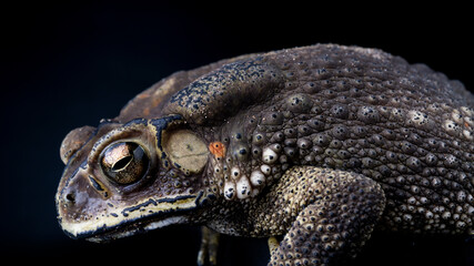 Indian common toad close up showing colourful eyes and bumpy skin