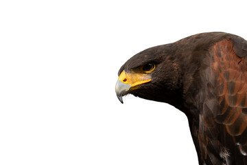 Close up image of Harris's hawk face.