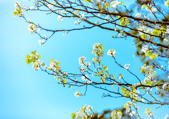Spring pear tree branches with blossom. 