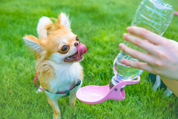 水を飲む犬　/　ペットウォーターボトル