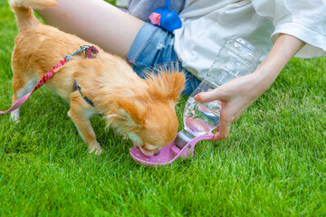 水を飲む犬　/　ペットウォーターボトル