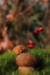 boletus mushrooms in moist forest moss