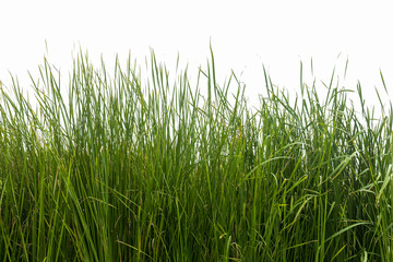 Tall green grass isolated on white background - obrazy, fototapety, plakaty